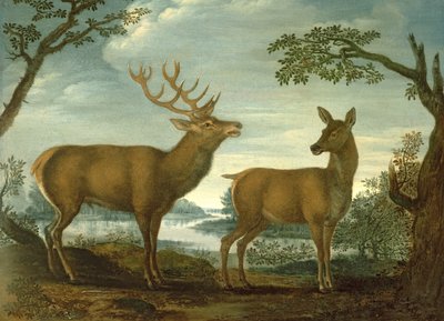 Stag and Hind in a Wooded Landscape by German School